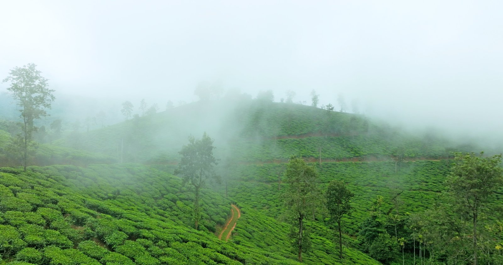 Tea Estate